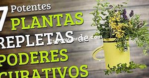 Las ortigas, útiles en el jardín y para los insectos