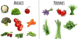 Las plantas perennes en el huerto