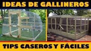Los 10 mejores consejos para construir un gallinero