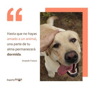 Los animales venenosos, un peligro para nuestros amigos de cuatro patas