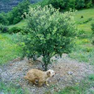 Los árboles de trufa