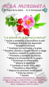 Los beneficios de la rosa mosqueta