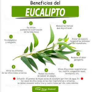 Los beneficios del eucalipto