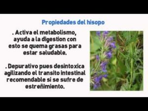 Los beneficios del hisopo