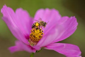 Los insectos polinizadores