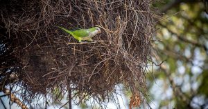 Los loros en nuestras ciudades