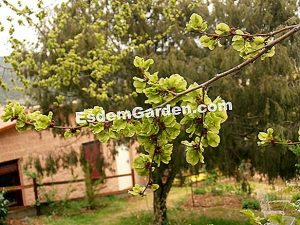 Los mamíferos en nuestros jardines