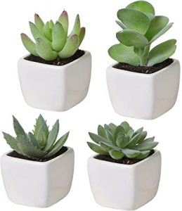 Miniplantas