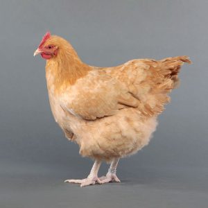 Orpington (Buff Orpington)