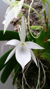 Orquídeas de Madagascar