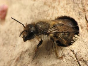 Osmia, una abeja de la albañilería