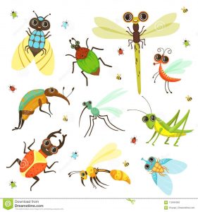 Otros insectos