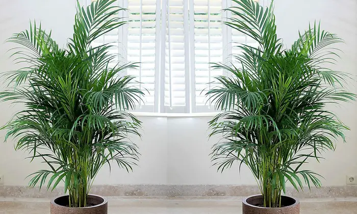 Palmeras De Interior Consejos Para Mi Huerto