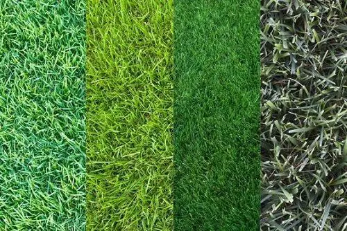 Para un césped más verde - Consejos para mi huerto