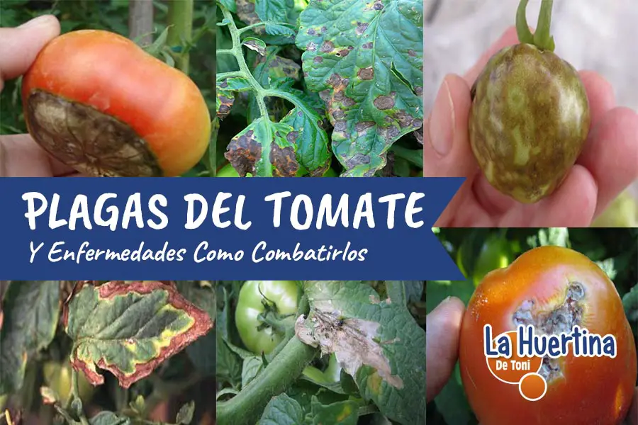 Plagas del tomate - Consejos para mi huerto