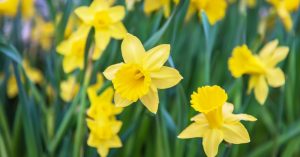 Plantar bulbos de narcisos para una colorida primavera