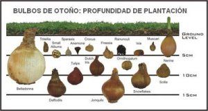 Plantar los bulbos a la profundidad adecuada