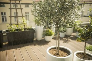 Plantar un olivo en maceta