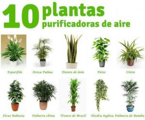 Plantas de interior para el control de la contaminación