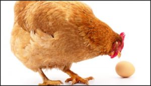 Por qué los pollos comen huevos y cómo detenerlo