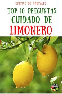 Preguntas frecuentes sobre el limonero