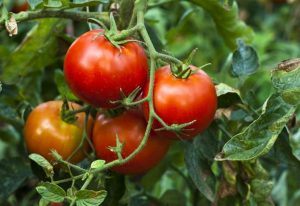 Preguntas frecuentes sobre los tomates