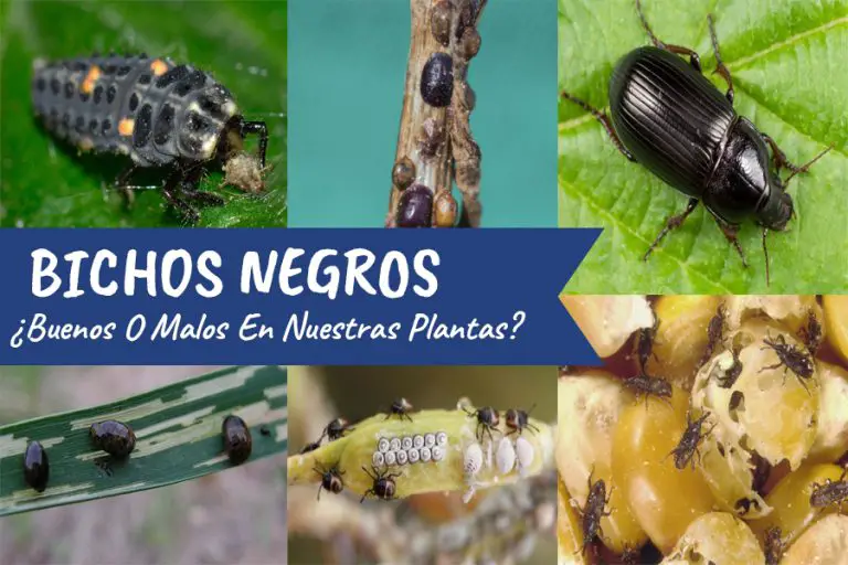 Problemas con los bichos en su jardín, la solución son los gusanos