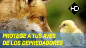 Proteja sus pollos de los depredadores