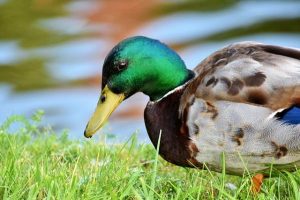 ¿Qué comen los patos? Qué alimentar a los patos y qué no alimentarlos
