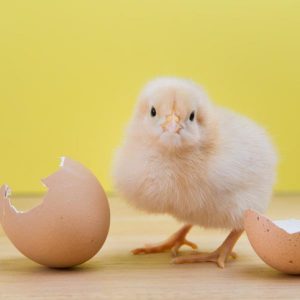 ¿Qué comen los pollos?