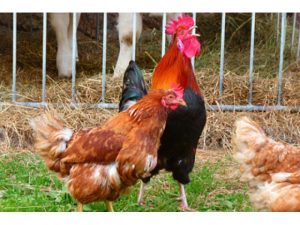 Qué hacer con una gallina de cría