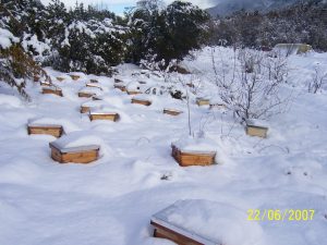 ¿Qué le pasa a la colmena en invierno?