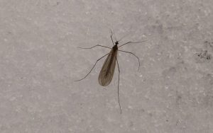 ¿Qué les pasa a los insectos en invierno?