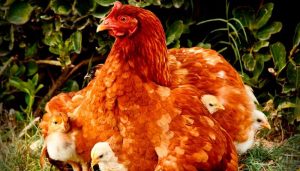 Razas de pollos para la pequeña granja o el rebaño del patio trasero