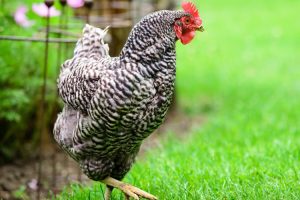 Razas de pollos: Plymouth Rock o Barred Rock