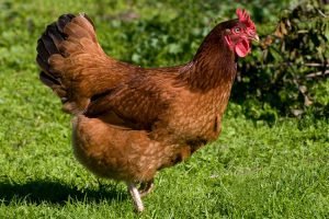 Razas de pollos: Rhode Island Red
