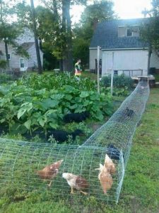 Regar los pollos del patio trasero
