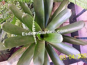 Tillandsias resistentes al clima mediterráneo