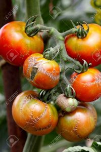 Tomates libres de enfermedades
