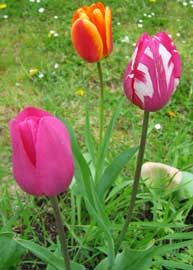 Tulipanes botánicos