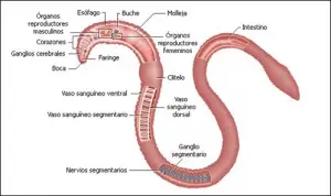 Turrículos de lombrices de tierra