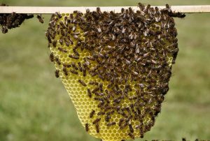 Un enjambre de abejas