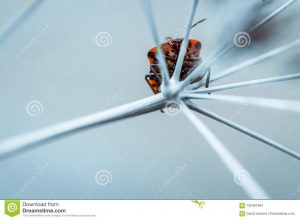 Un gendarme de rojo y negro