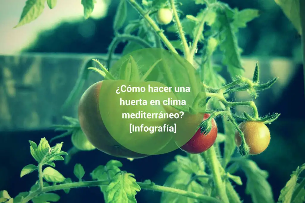 Características de Maranta tricolor (Calathea triostar) - Consejos para