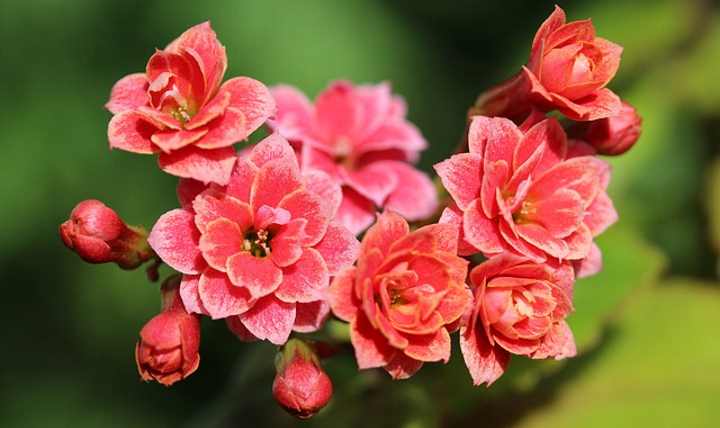 Una imagen de cerca de flores Calandiva rojas y rosadas