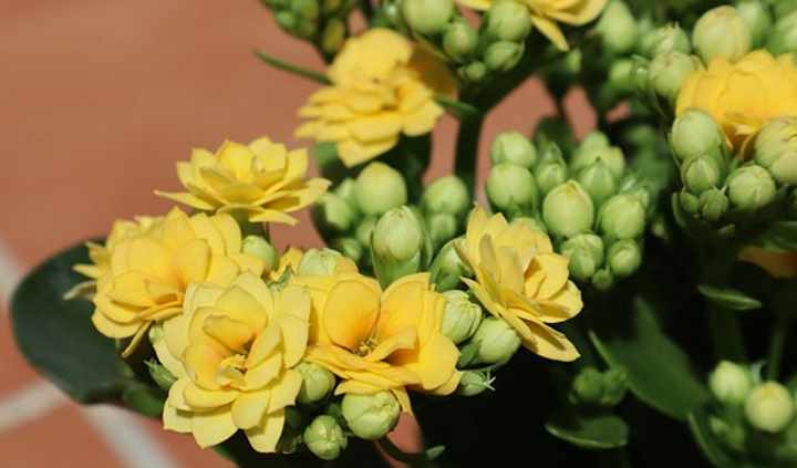Planta Calandiva con flores amarillas
