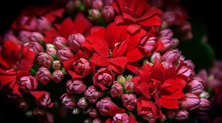 Planta Calandiva con flores rojas