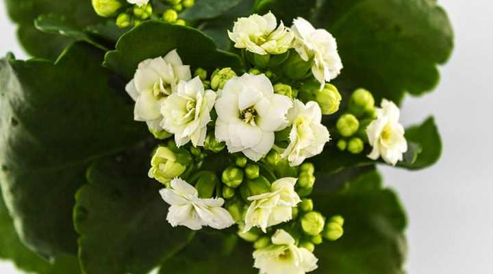 Calandiva suculenta con flores blancas