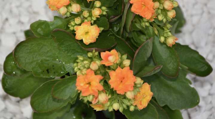 Planta Calandiva con flores naranjas y hojas verdes.