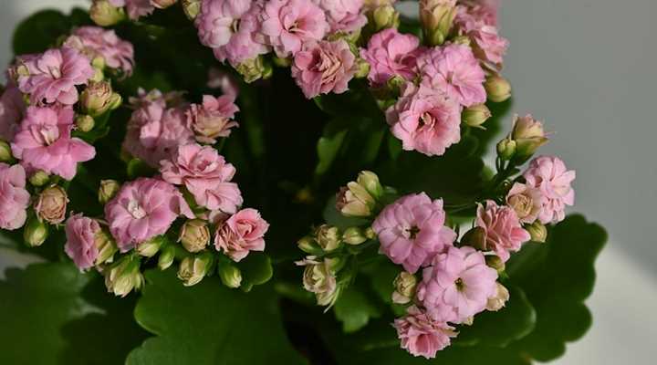 Kalanchoe Blossfeldiana 'Calandiva' con flores dobles rosas